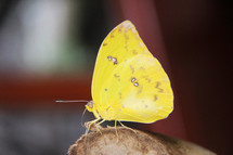 yellow butterfly 