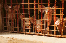 pigs on a farm in Uganda 