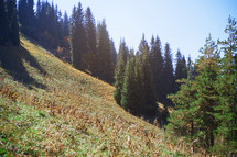 trees on a hillside 