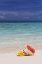 conch shell on a beach 