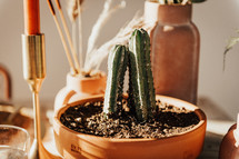 potted cactus on a table 