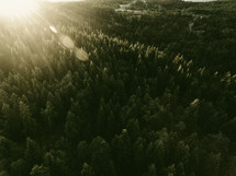 rays of sunlight over an evergreen forest 