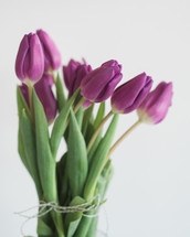 Purple tulips tied together with twine.