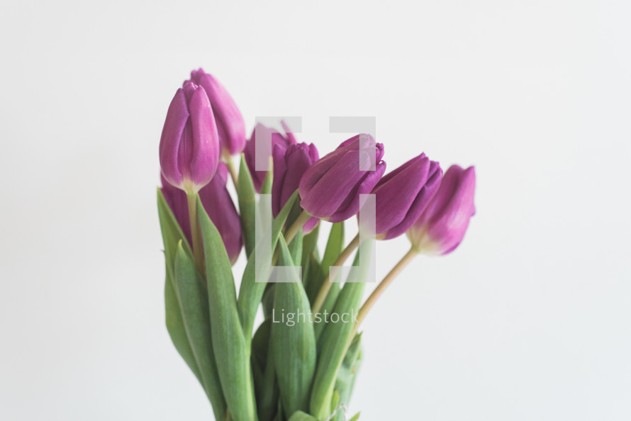 A bouquet of purple tulips on a white background.