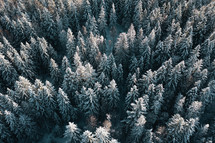 Aerial view of snow covered trees in a forest.