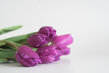 Purple tulips laying on a white surface with a white background.