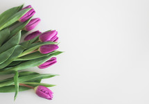 Purple tulips on a white background.