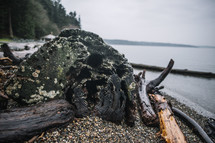 wet driftwood washed onto a shore