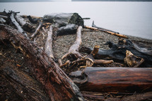 wet driftwood washed onto a shore 