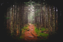 path in a forest 