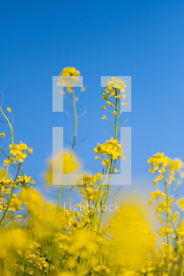 Canola Blossoms Against Blue Skies