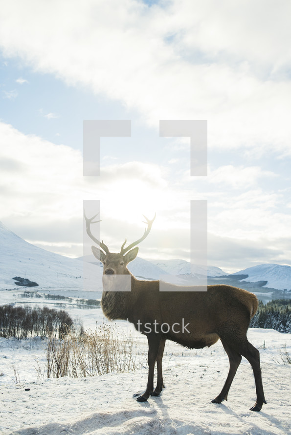 deer with antlers 