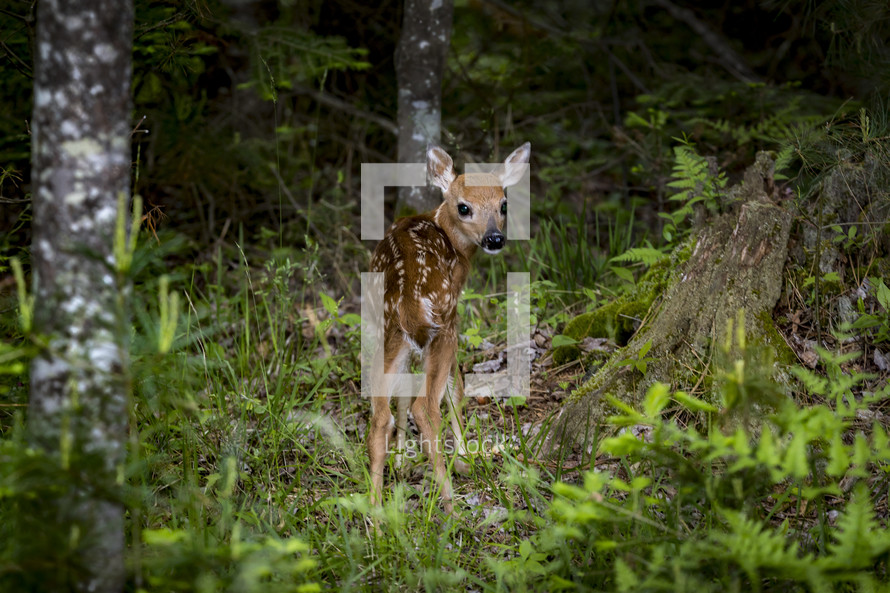 fawn in a forest 
