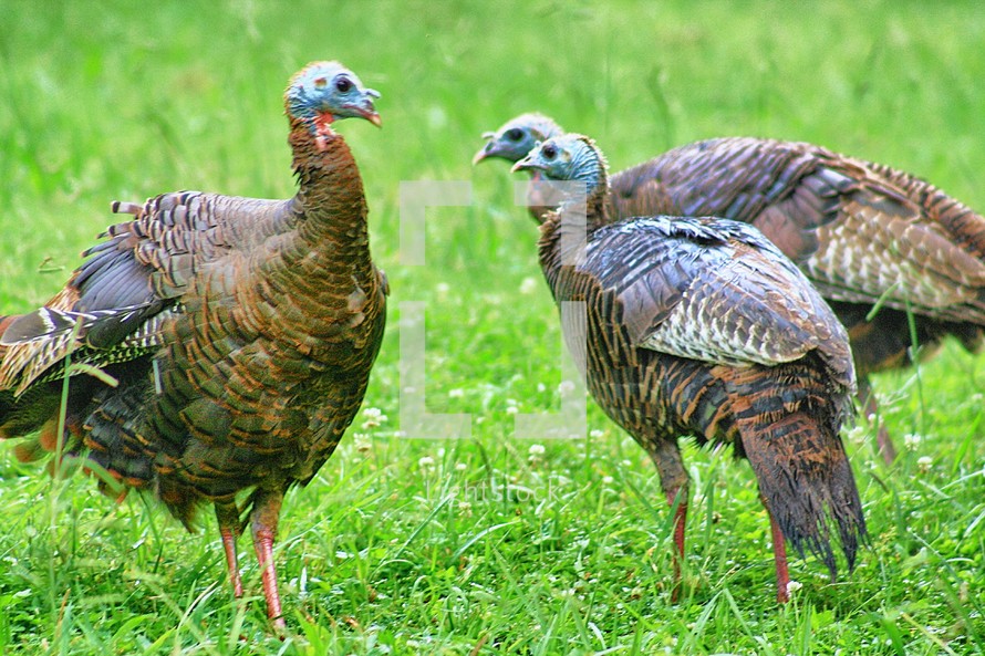 Turkeys in a grassy field.