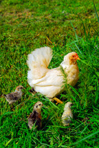 hen and baby chicks 