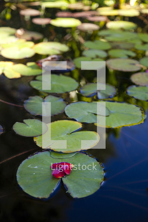 lily pad on a pond 