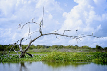 birds on a tree in a marsh 