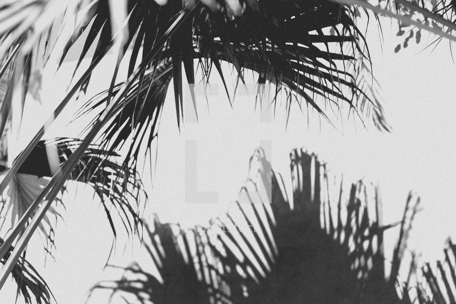 silhouettes of palm fronds 