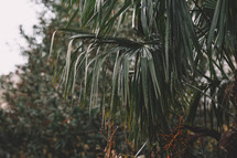 Palm branches in natural sunlight