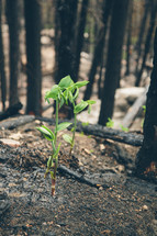 new life sprouting after a forest fire 
