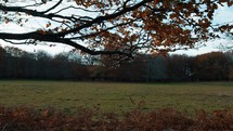 Outdoor Park With Leaves Of A Tree In Autumn Season