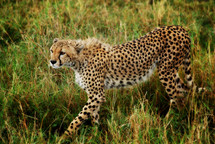 Cheetah stalking its prey