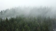 fog moving over trees in a forest 