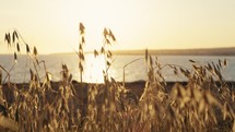 Wheat in Sunset light 