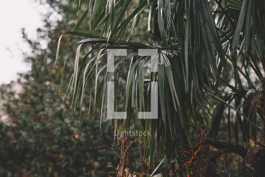 Palm branches in natural sunlight