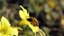 Bee rests on yellow flower