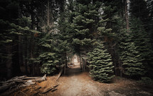 path through and evergreen forest 