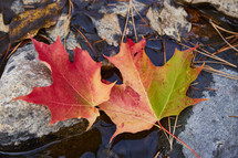 Red leaf on rocks in water