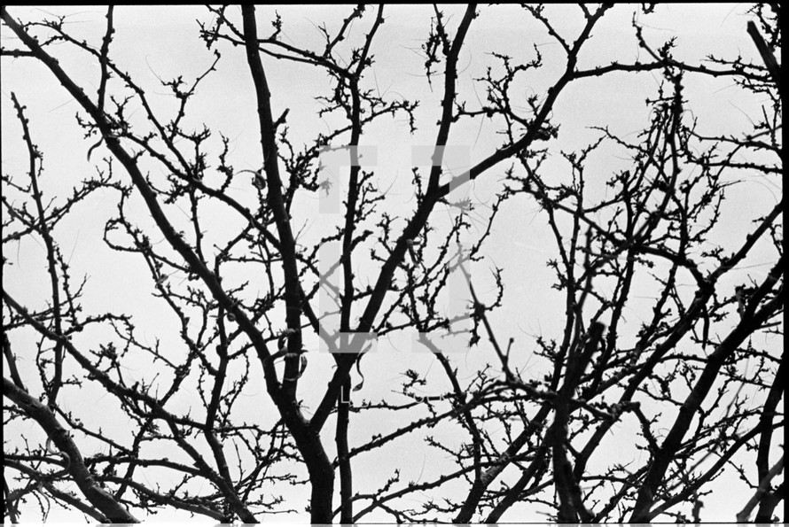 Bare tree limbs again a gray sky.