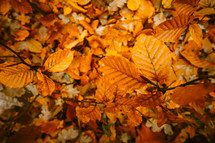 orange autumn leaves 