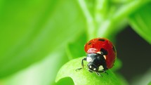 Ladybug in the green grass