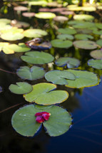 lily pad on a pond 