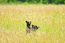 black bears in a field 