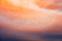 flock of birds 
