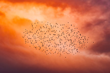 flock of birds at sunset 