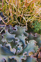 green leafy succulent plant 