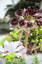 purple succulent plant 