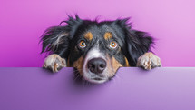 Adorable Australian Shepherd peeking over a two-tone purple surface, with bright, attentive eyes.