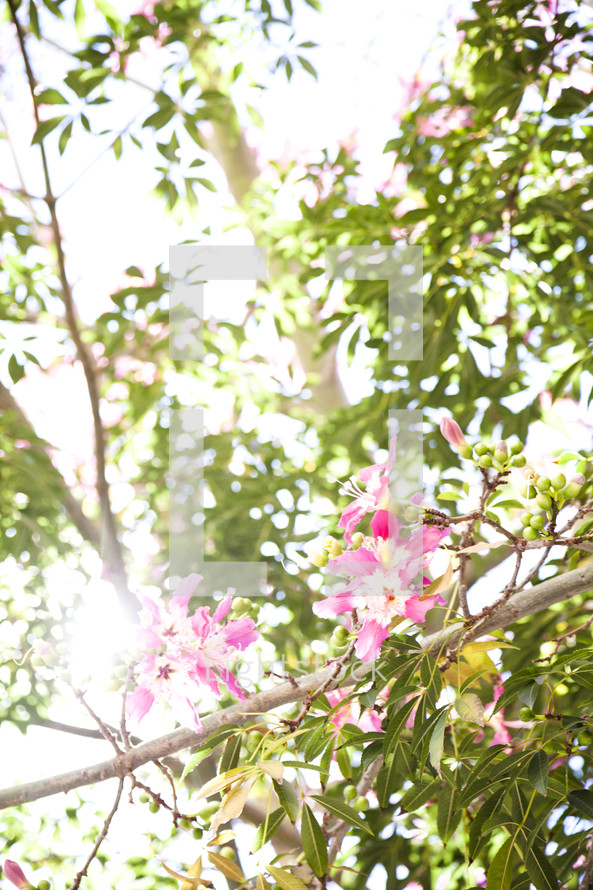 pink tropical flowers in a tree