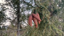 Close up of spruce branch with cones. Slow motion 4K