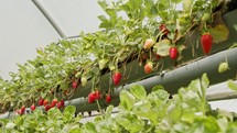 Rows of strawberries growing on detached substrates inside a large greenhouse