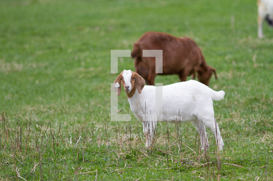 goats in a field 