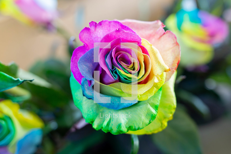 rainbow roses 
