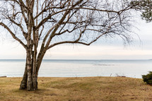 bare tree on a shore 
