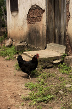Rooster in front of shabby home
