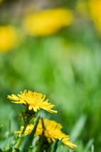 Yellow Dandelions (vertical)